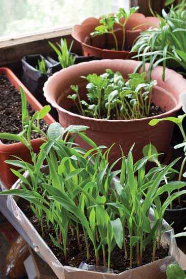 Starting your plants may be tricky, but you will reap both enjoyment and medicinal purposes from these homegrown herbs.